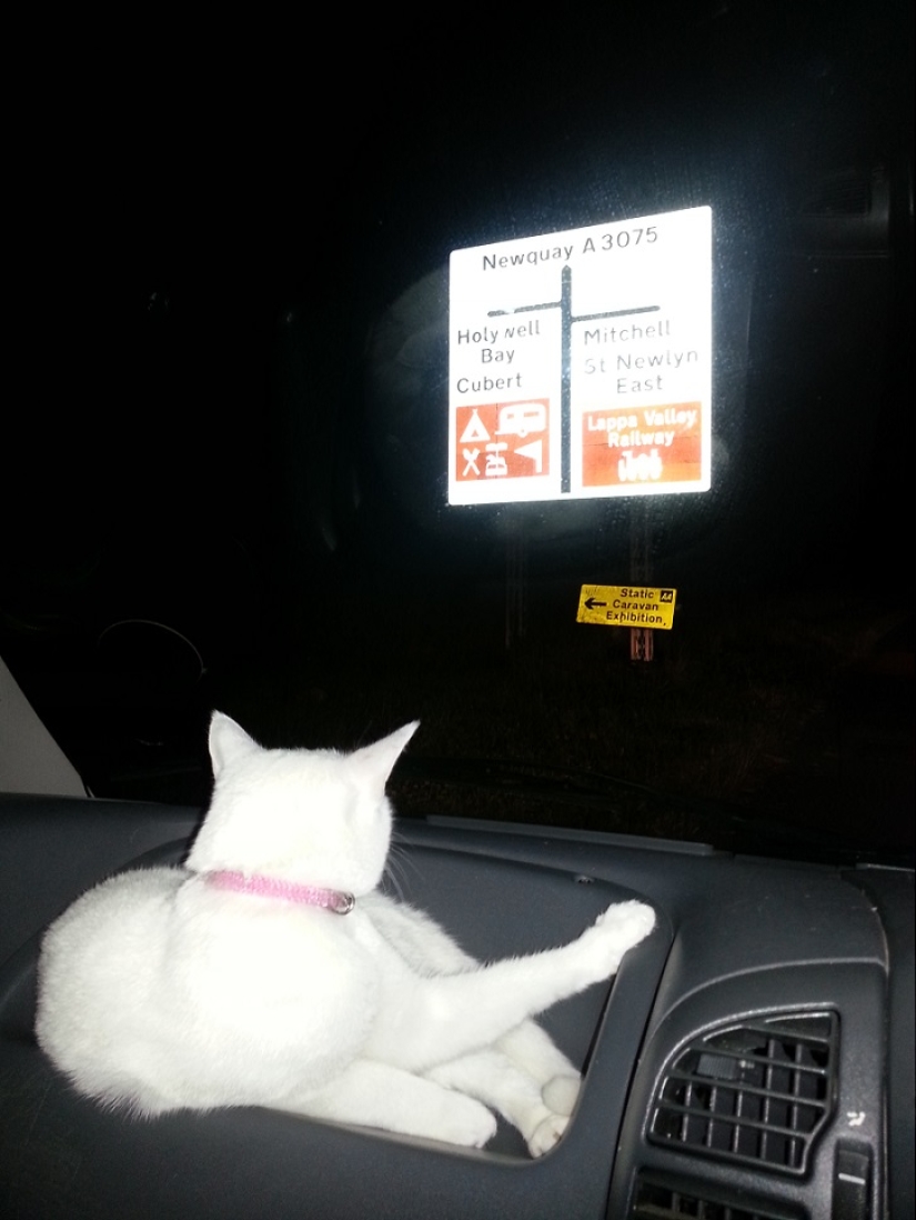 Gato viajando con sus dueños