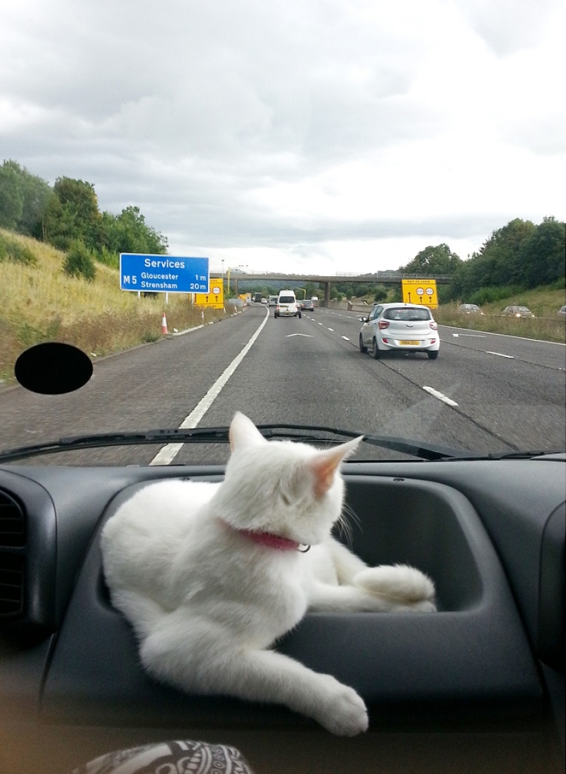 Gato viajando con sus dueños
