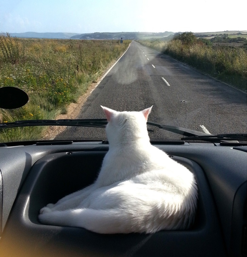Gato viajando con sus dueños