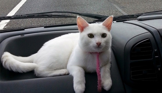 Gato viajando con sus dueños