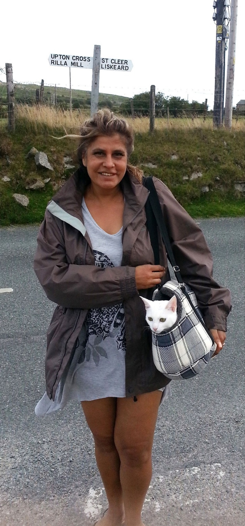 Gato viajando con sus dueños