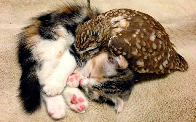 Gato y mochuelo inseparables