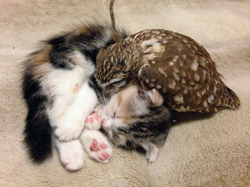 Gato y mochuelo inseparables