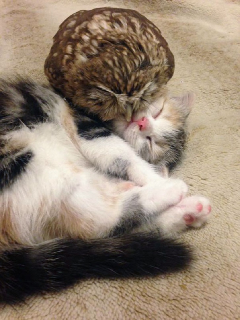 Gato y mochuelo inseparables