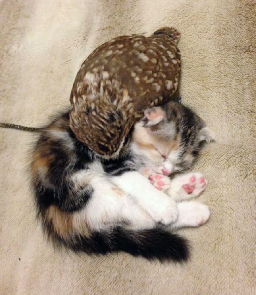 Gato y mochuelo inseparables
