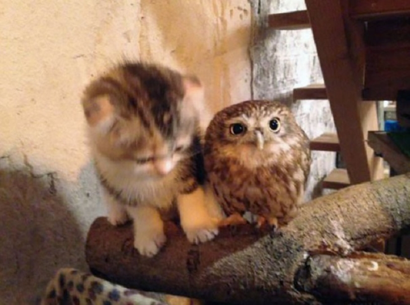 Gato y mochuelo inseparables