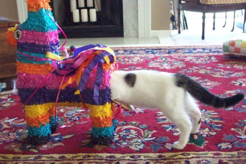 Gatos demasiado curiosos
