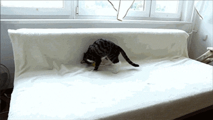 Gatos demasiado curiosos