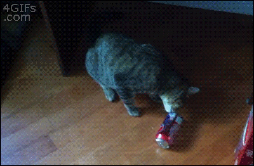 Gatos demasiado curiosos