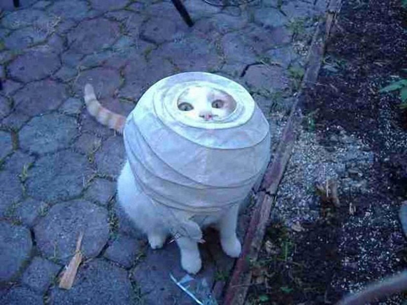 Gatos demasiado curiosos