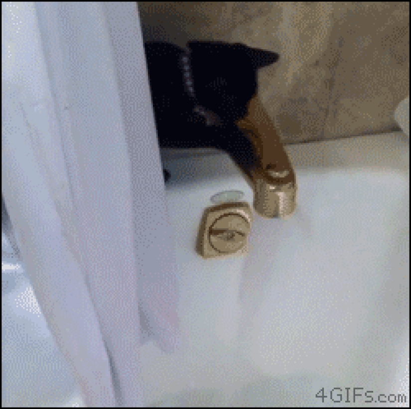 Gatos demasiado curiosos