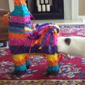 Gatos demasiado curiosos