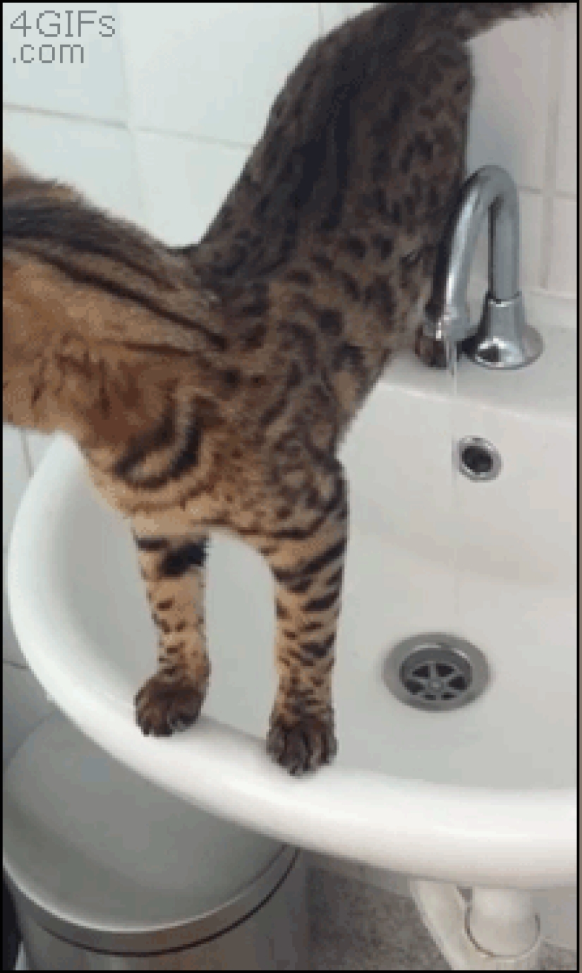 Gatos demasiado curiosos