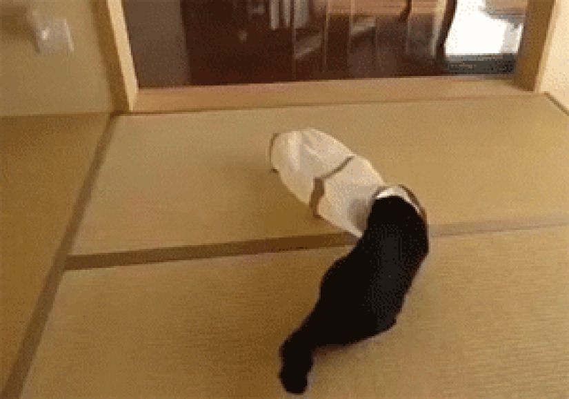 Gatos demasiado curiosos