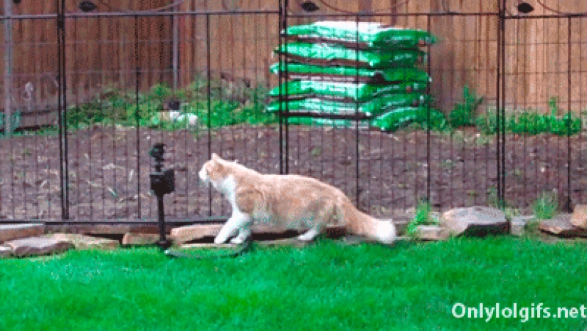 Gatos demasiado curiosos