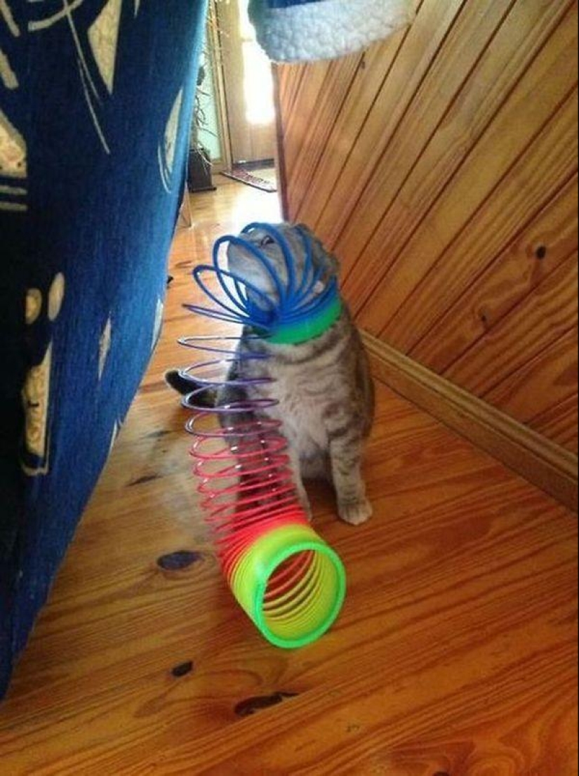 Gatos demasiado curiosos