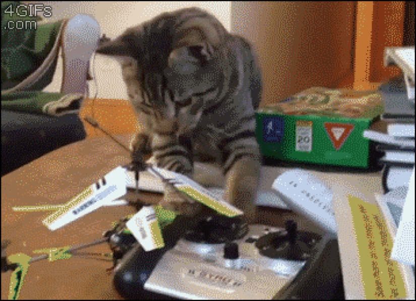 Gatos demasiado curiosos