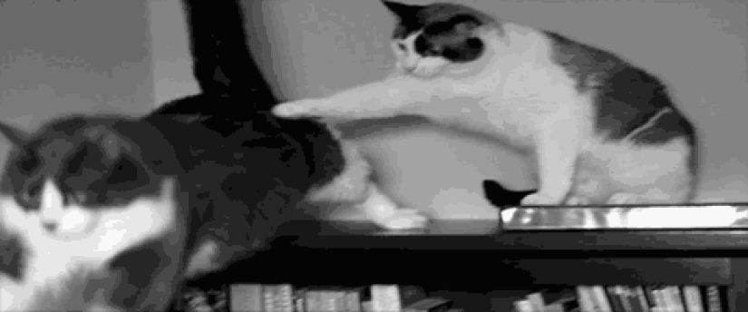 Gatos demasiado curiosos