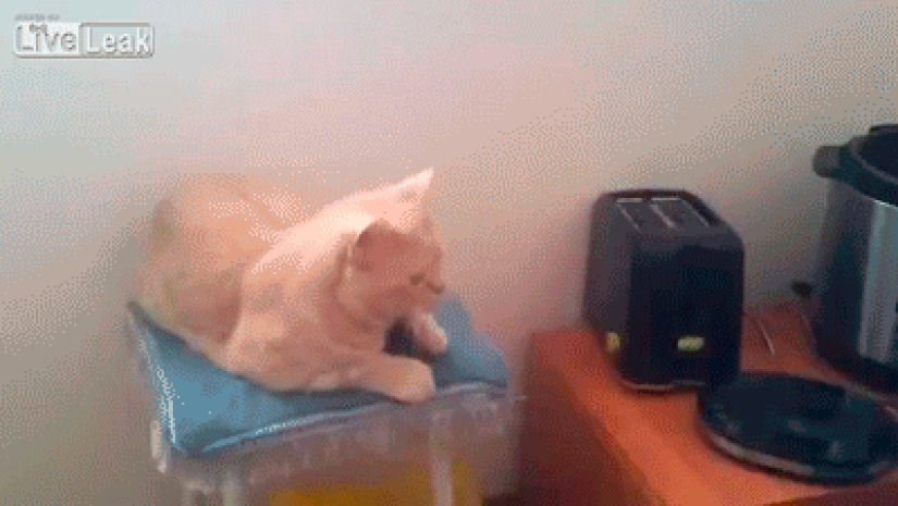 Gatos demasiado curiosos