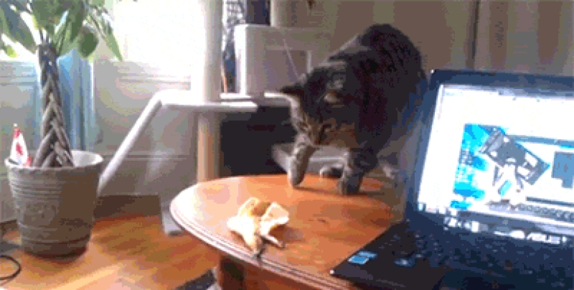 Gatos demasiado curiosos