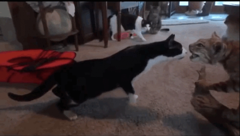 Gatos demasiado curiosos