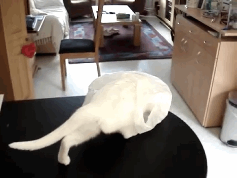 Gatos demasiado curiosos