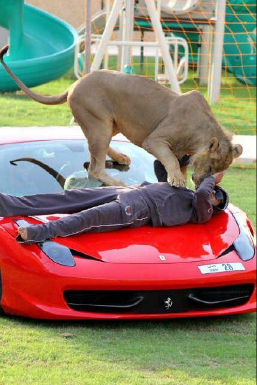 Gatos depredadores y coches caros: el ocio de un árabe millonario