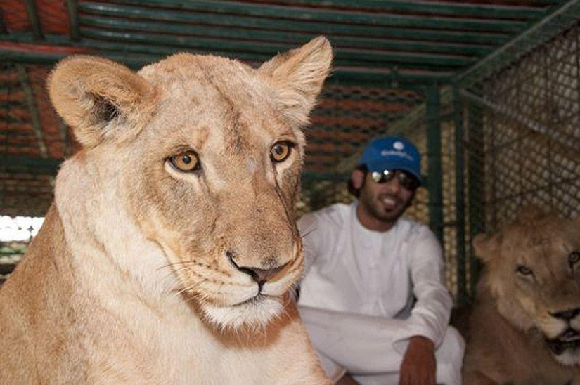 Gatos depredadores y coches caros: el ocio de un árabe millonario