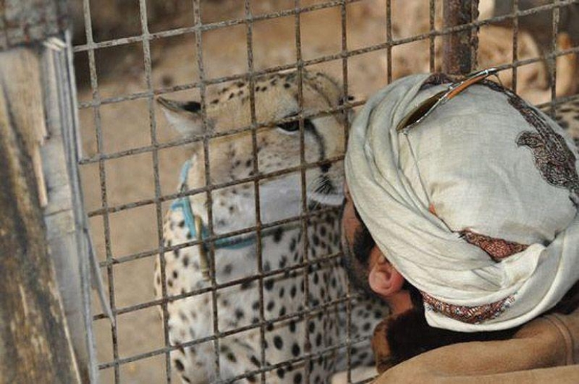 Gatos depredadores y coches caros: el ocio de un árabe millonario
