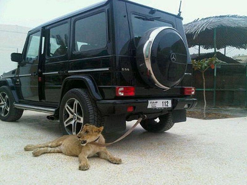Gatos depredadores y coches caros: el ocio de un árabe millonario