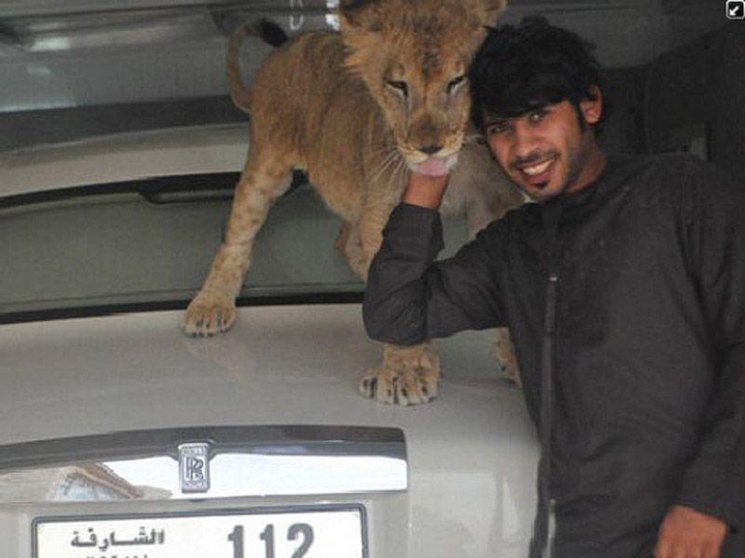 Gatos depredadores y coches caros: el ocio de un árabe millonario