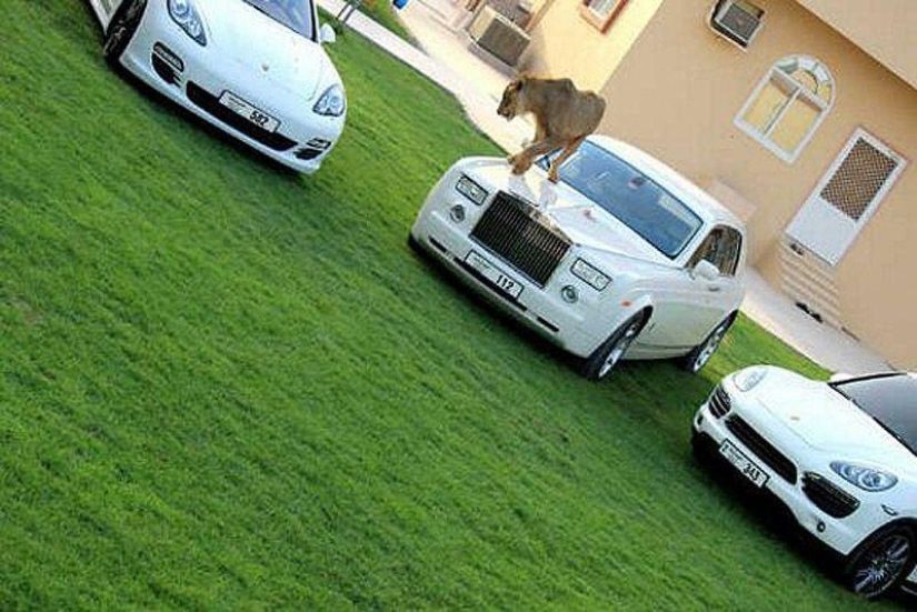 Gatos depredadores y coches caros: el ocio de un árabe millonario