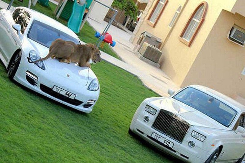 Gatos depredadores y coches caros: el ocio de un árabe millonario
