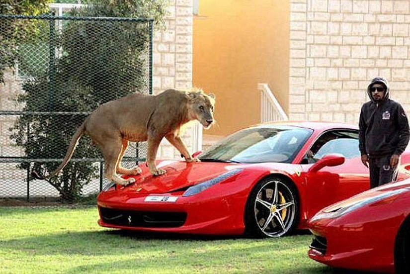 Gatos depredadores y coches caros: el ocio de un árabe millonario