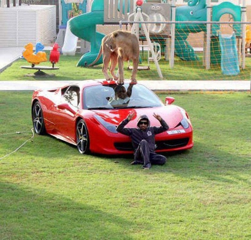 Gatos depredadores y coches caros: el ocio de un árabe millonario
