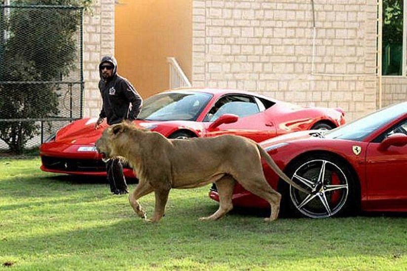 Gatos depredadores y coches caros: el ocio de un árabe millonario