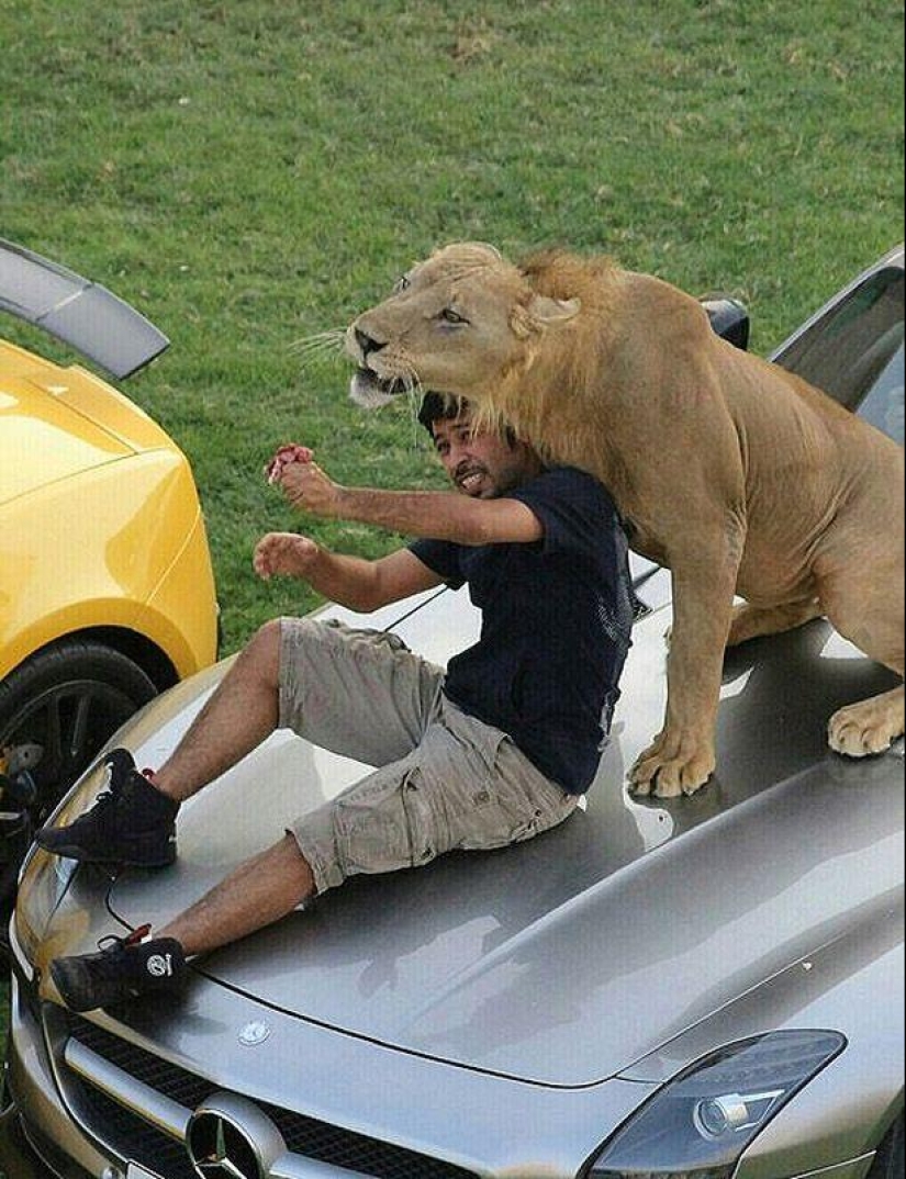 Gatos depredadores y coches caros: el ocio de un árabe millonario