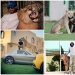 Gatos depredadores y coches caros: el ocio de un árabe millonario Gatos depredadores y coches caros: el ocio de un árabe millonario