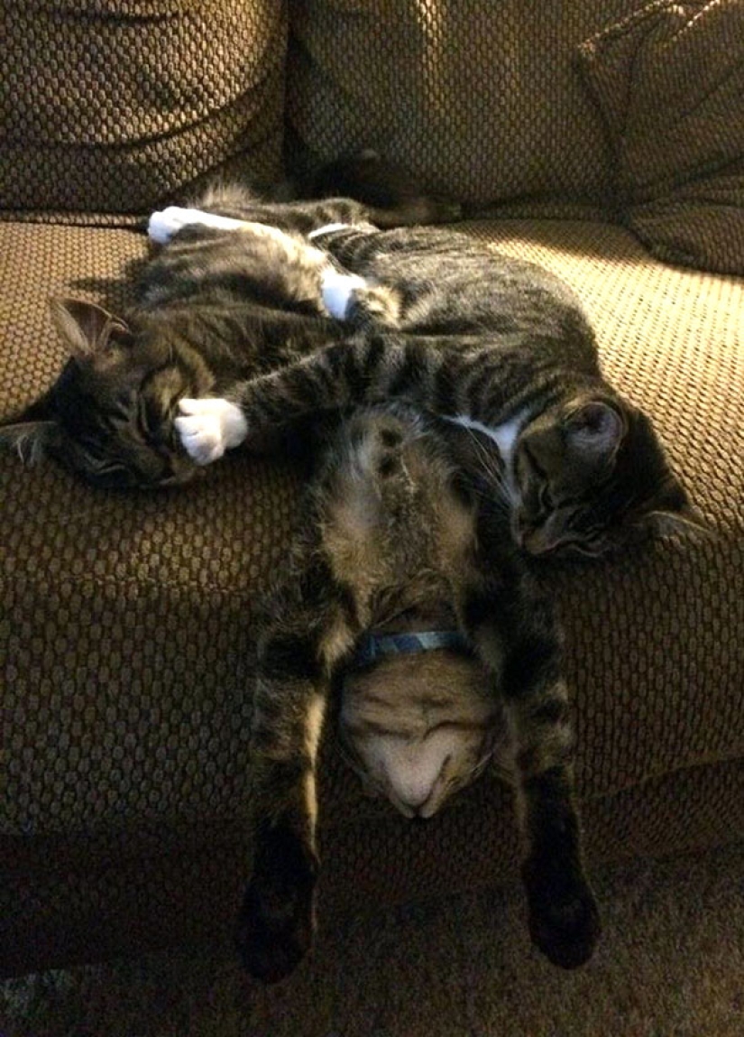Gatos graciosos durmiendo en las posiciones más extrañas de la historia Gatos graciosos durmiendo en las posiciones más extrañas de la historia