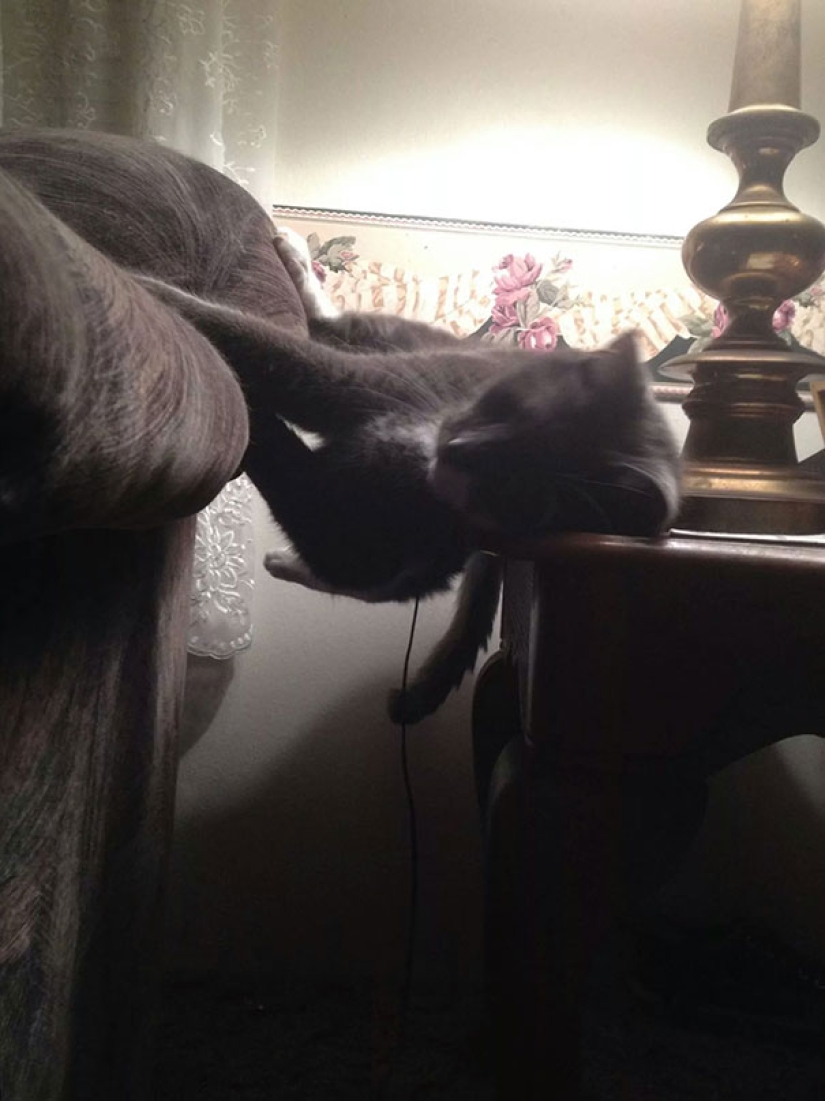 Gatos graciosos durmiendo en las posiciones más extrañas de la historia Gatos graciosos durmiendo en las posiciones más extrañas de la historia