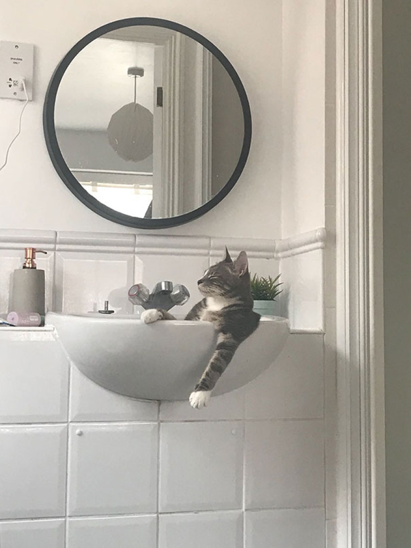 Gatos graciosos durmiendo en las posiciones más extrañas de la historia Gatos graciosos durmiendo en las posiciones más extrañas de la historia