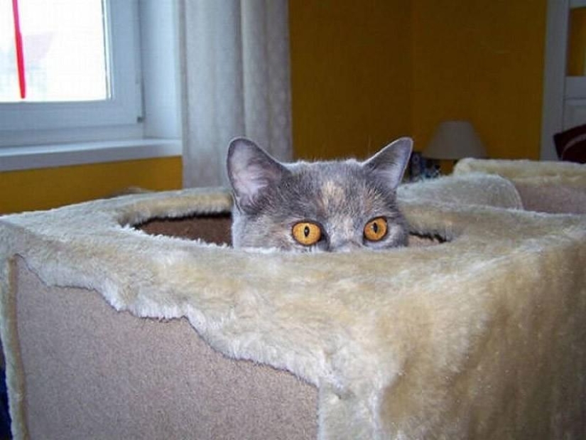 Gatos que no saben jugar al escondite
