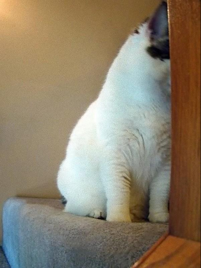 Gatos que no saben jugar al escondite