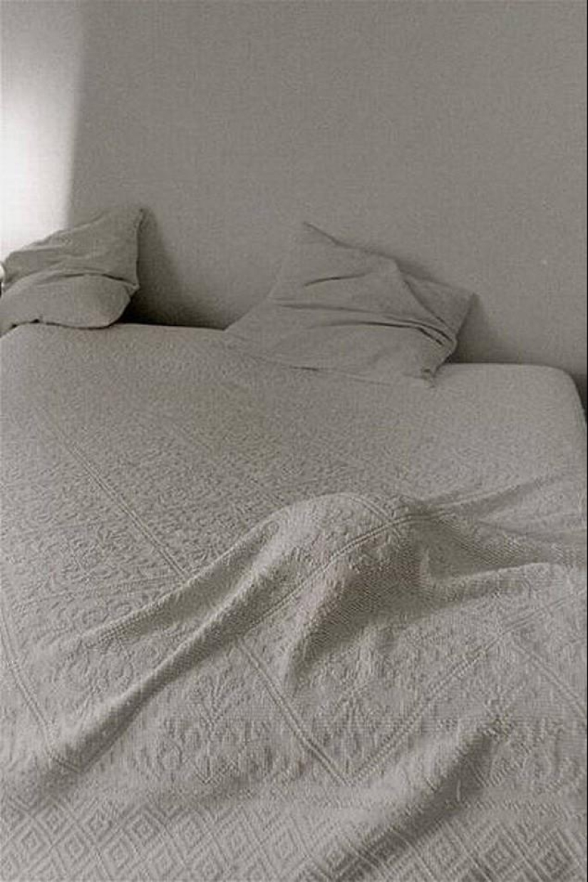 Gatos que no saben jugar al escondite