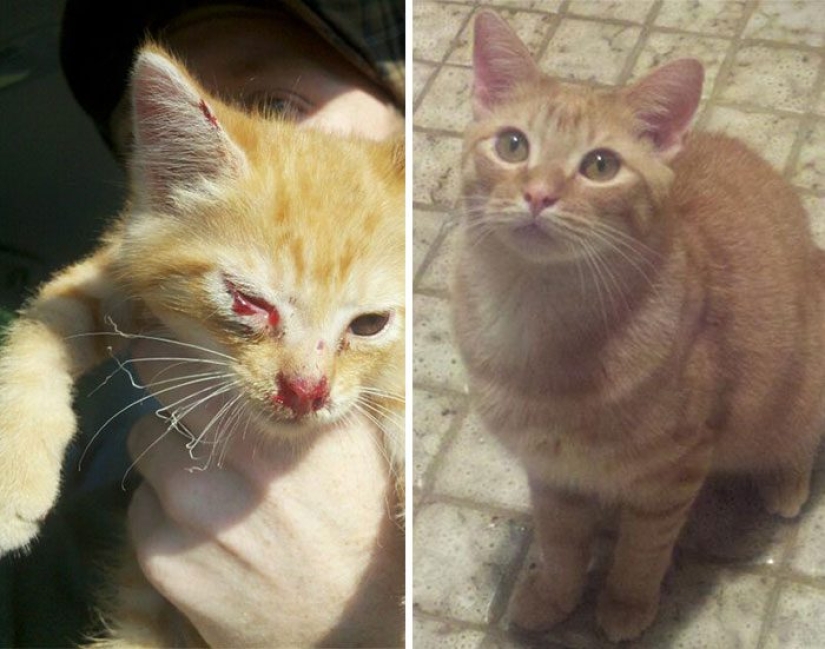 Gatos sobrevivientes que fueron rescatados y amados: antes y después