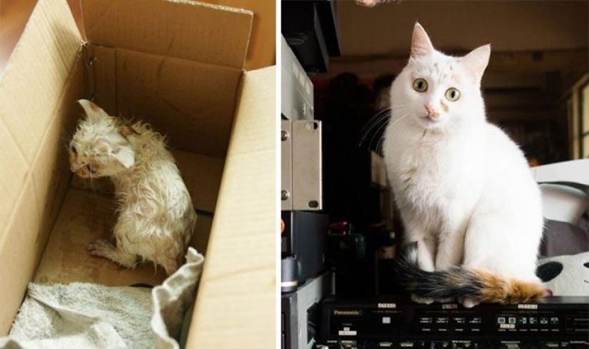 Gatos sobrevivientes que fueron rescatados y amados: antes y después
