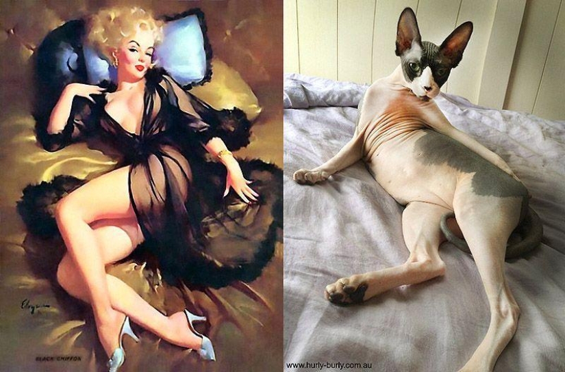 Gatos y niñas en estilo pinup