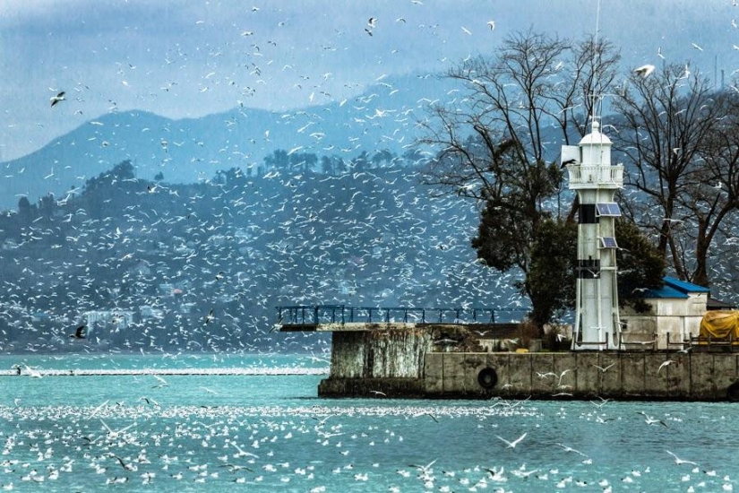Gaviotas en Batumi