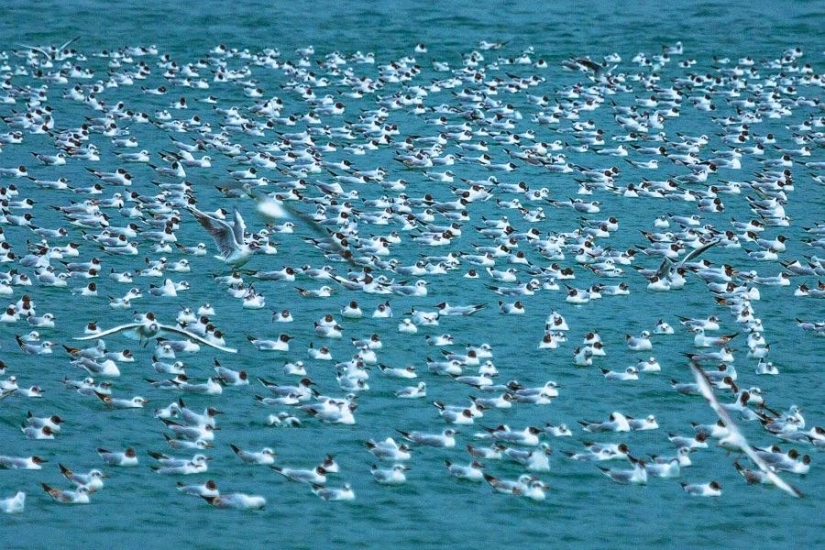 Gaviotas en Batumi