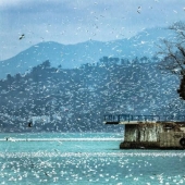 Gaviotas en Batumi